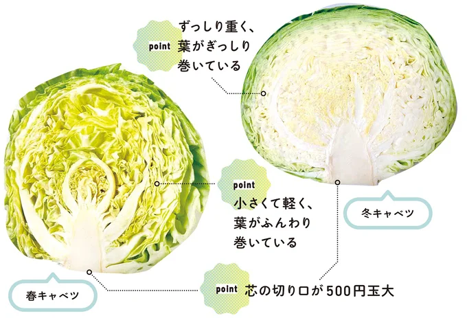 キャベツを選ぶpoint