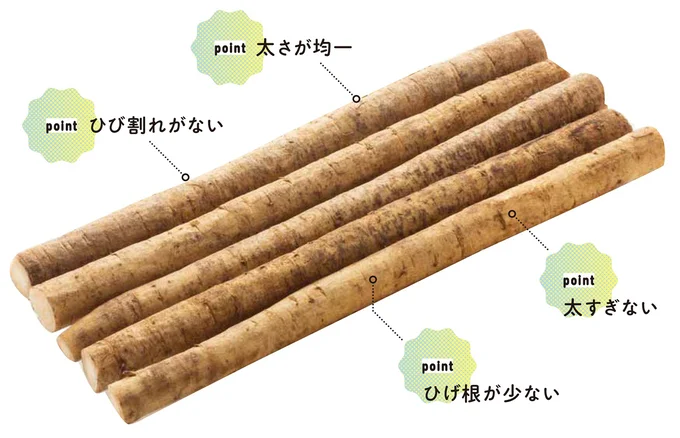 ごぼうを選ぶpoint