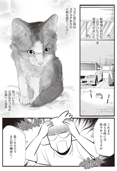 うちに来た時はヨチヨチ歩きの小柄な猫だったのに