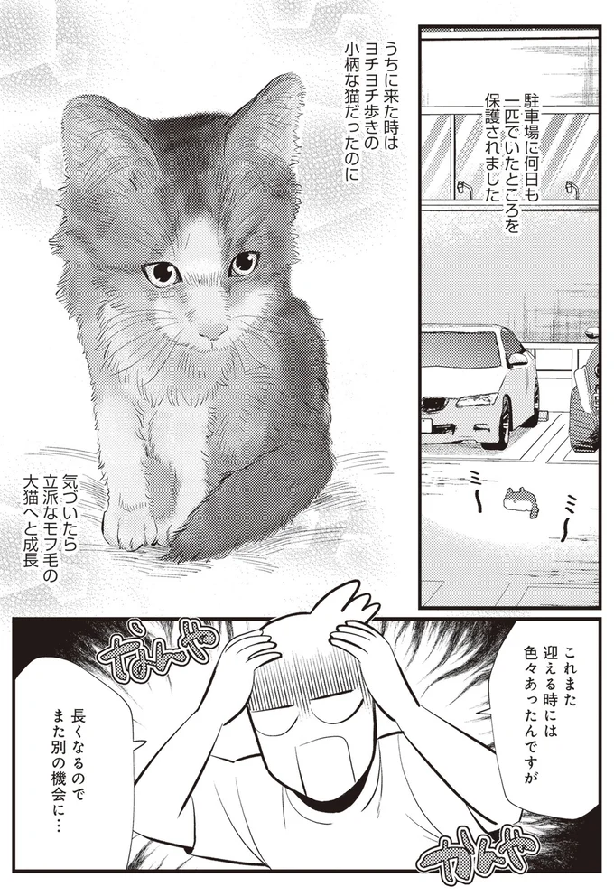 うちに来た時はヨチヨチ歩きの小柄な猫だったのに