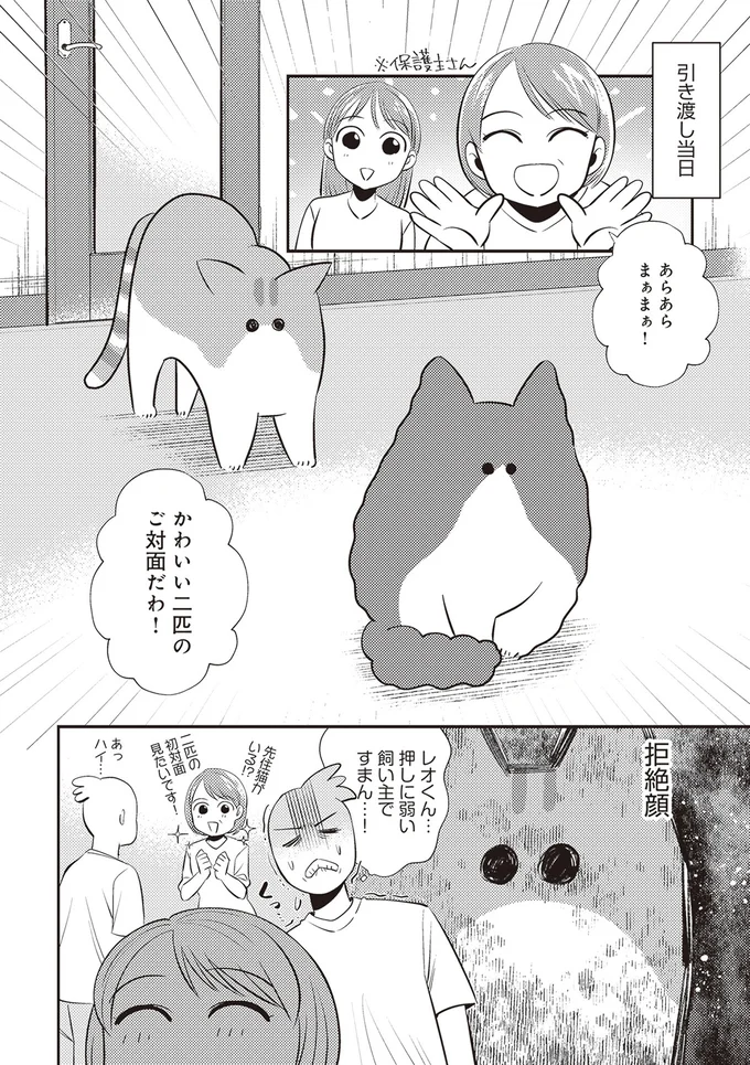 『レオとシロウのドタバタ猫日記』より