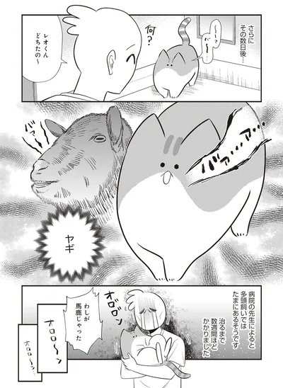 『レオとシロウのドタバタ猫日記』より