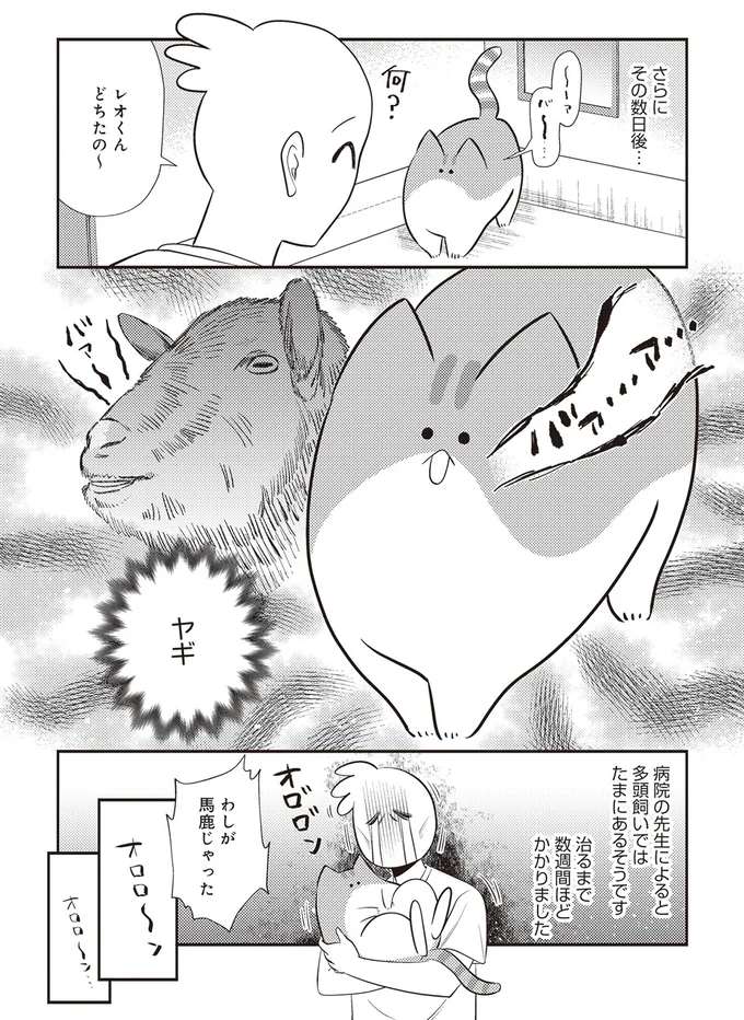 『レオとシロウのドタバタ猫日記』より