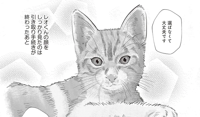 出会いはいつも突然！ 我が家の愛すべき猫たちの話／レオとシロウのドタバタ猫日記（1）