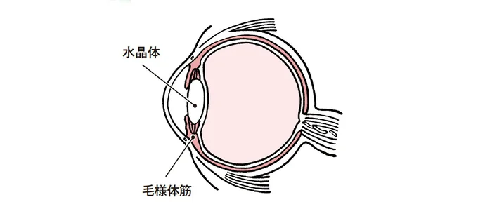 眼精疲労、老眼はピント調節機能の衰えが原因