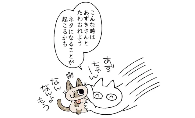 マンガのネタになることが起こるかも！ 猫とたわむれてみた結果