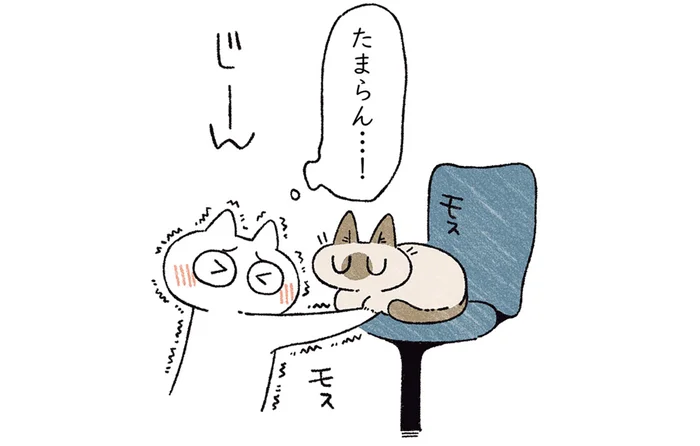 スマホを見るしかできないけどHappy！ 猫の前足の隙間が最高すぎる