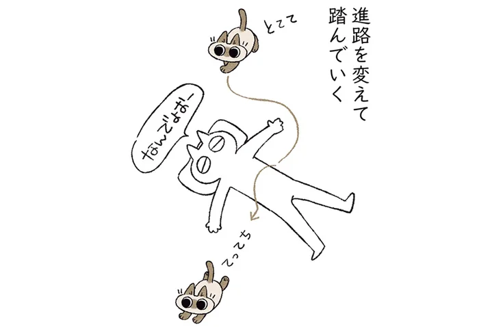 一体なぜ？ わざわざ進路を変えて飼い主を踏んでいく猫の謎