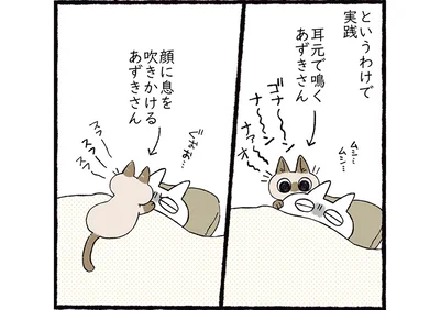 秘策実行！
