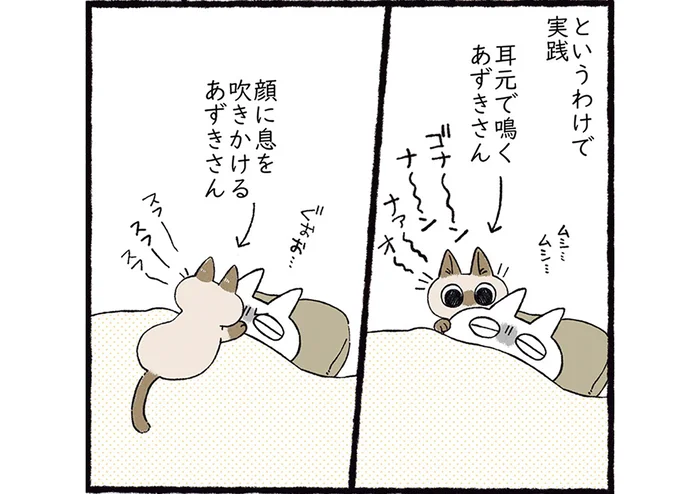 無視していればなんとかなる？ 猫の早起きをどうにかしたい飼い主の秘策／シャム猫あずきさんは世界の中心（10）