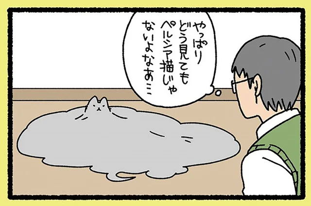 長毛猫の宿命？ 扇風機の風になびく様子がおもしろい