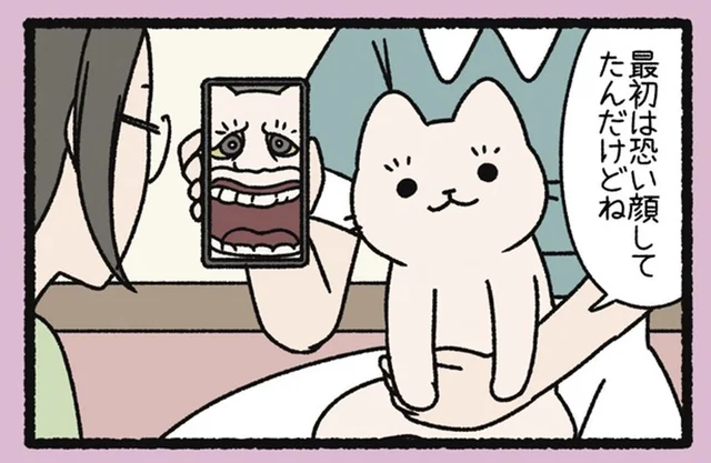 野良から室内ねこになったから？ 顔が変わりすぎるねこようかい「うわん」