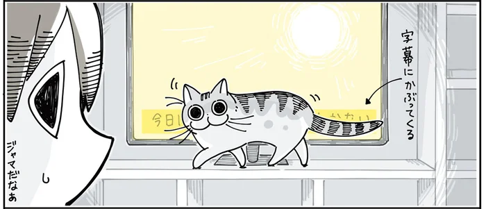 テレビの字幕の前に鎮座。とても上手に邪魔をしてくるうちの猫