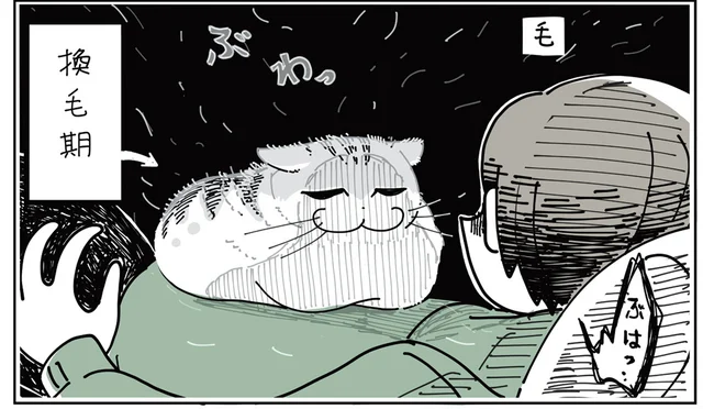 少し動いただけでも毛が舞う！ ブラッシング必須の猫の換毛期