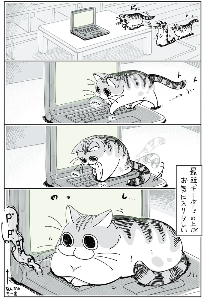 キーボードの上のネコ