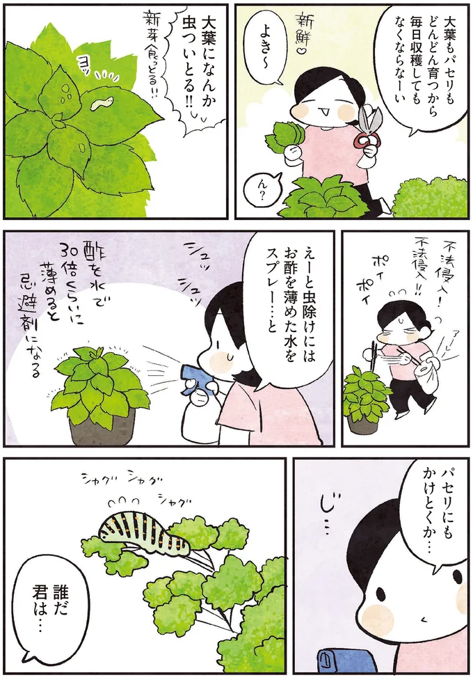 大葉になんか虫ついとる！！