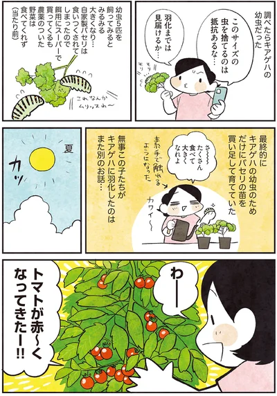 トマトが赤〜くなってきたー！！