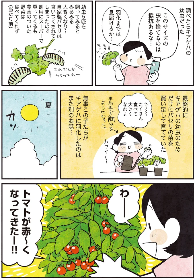 トマトが赤〜くなってきたー！！