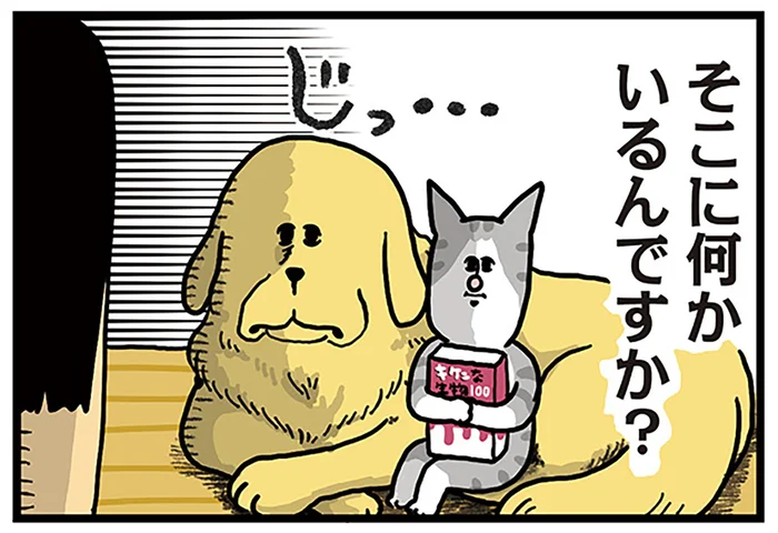嫉妬の塊＆調査の塊。先住犬と猫を警戒しながら後輩猫の様子を見に行ったら／まめきちまめこニートの日常 こまちとタビ2（6）