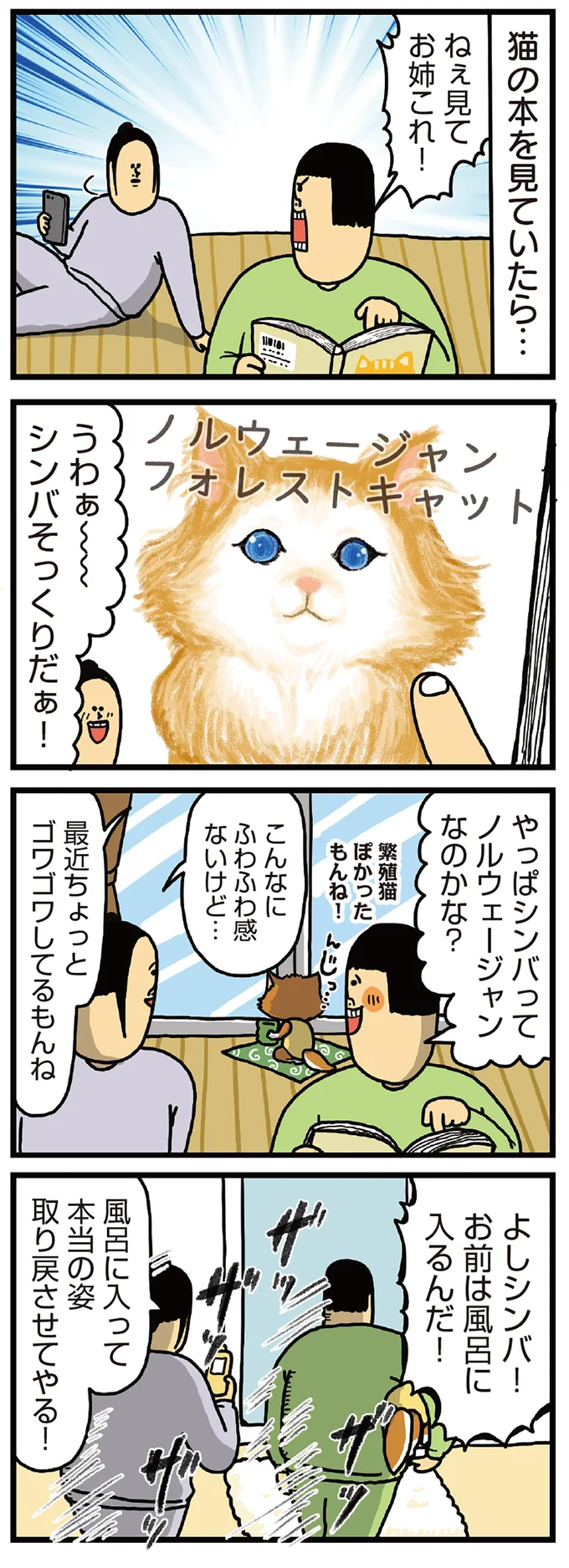 拾い猫シンバはノルウェージャンだと気付いた結果