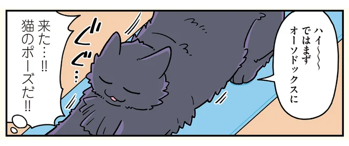 猫のポーズだ!!