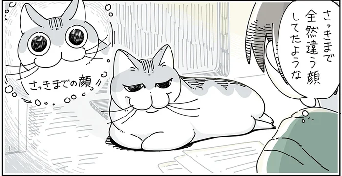 さっきまでの顔と違うような。見るたびに表情や体の形が違う猫