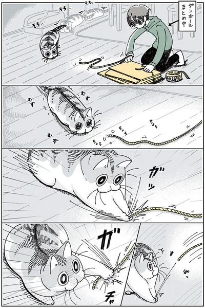 紐にじゃれるネコ
