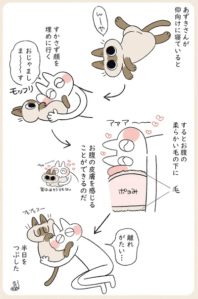 ポヨみ