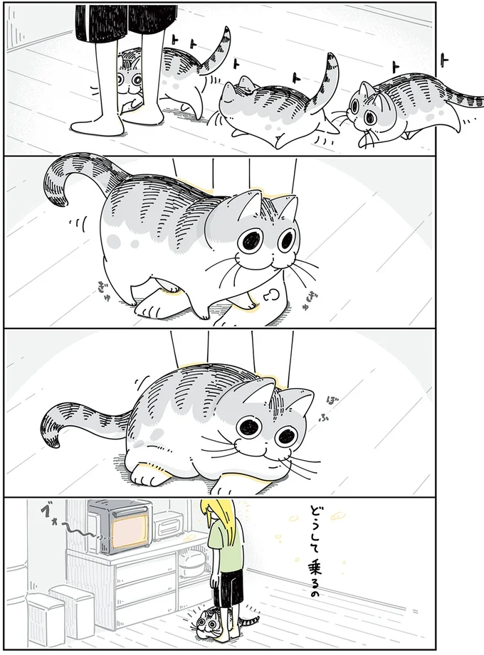 足元でアピールするネコ