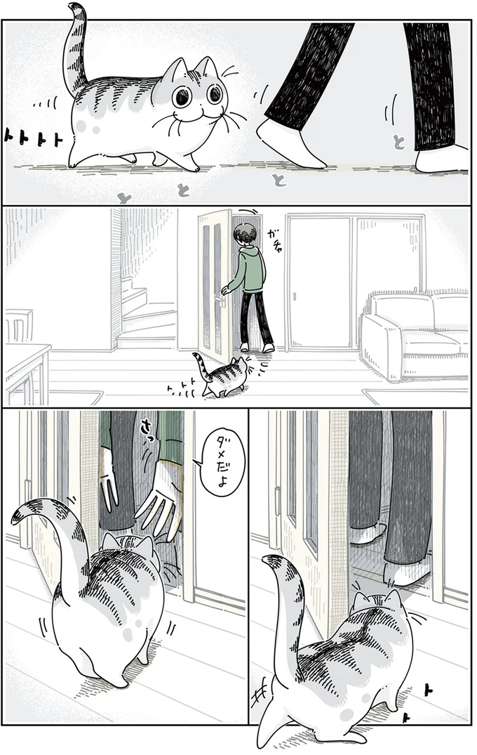 ドアをこじ開けるネコ
