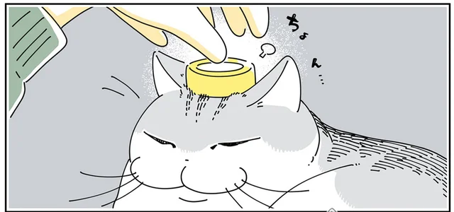 10分経っても気にしてない！ 猫の額にマスキングテープをのせてみたら