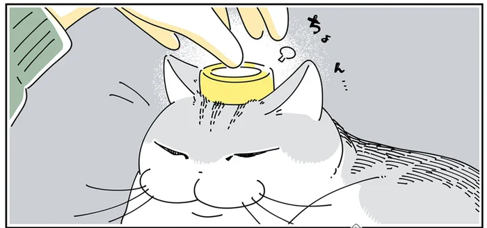 10分経っても気にしてない！ 猫の額にマスキングテープをのせてみたら