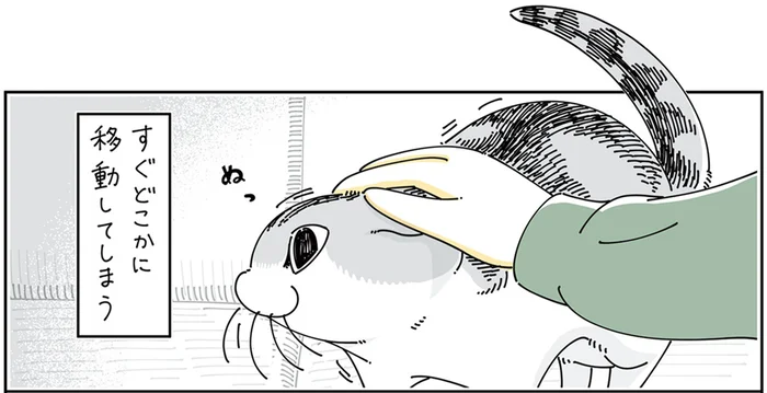 なでなでに飽きていなくなる猫。しかしすぐに再燃して戻ってくるのが可愛いんです