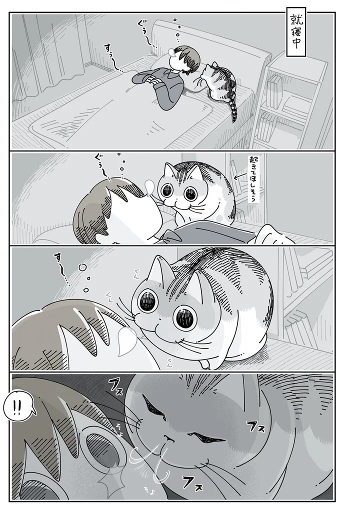 鼻息で起こすネコ