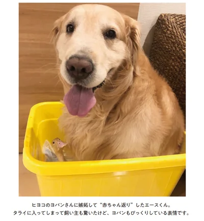 ヒヨコのヨバンさんに嫉妬して“赤ちゃん返り”したエースくん、