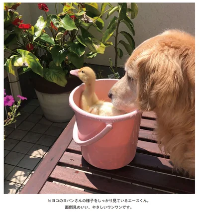ヒヨコのヨバンさんの様子をしっかり見ているエースくん