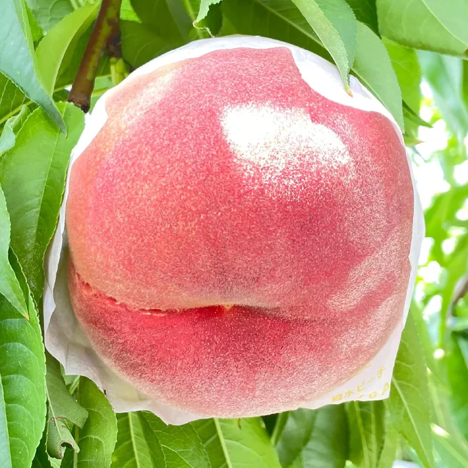 【2025年先行予約】山梨の朝どれ桃2Kg 大玉5玉~7玉(2025年6月下旬から8月下旬頃発送)