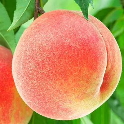 【和歌山県紀の川市】【Amazon.co.jp限定】紀の里の桃 約1.9kg《2025年6月中旬-8月中旬頃出荷》