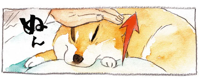 飼い主のせいだけど、なんだかこわい！ 柴犬の顔で遊ぶ「いないいないばあ」
