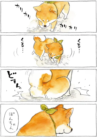 『柴犬ぽんちゃん、今日もわが道を行く』より