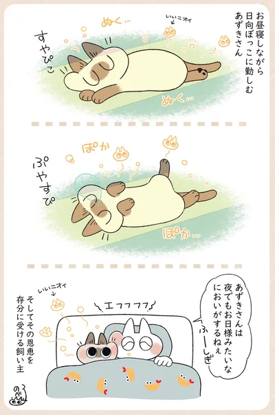 日向ぼっこに勤しむあずきさん