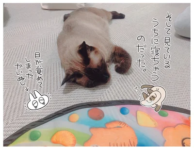 見ているうちに寝ちゃう