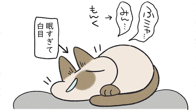 不満があると白目で怒られる？ 猫の寝かしつけに協力する飼い主の話