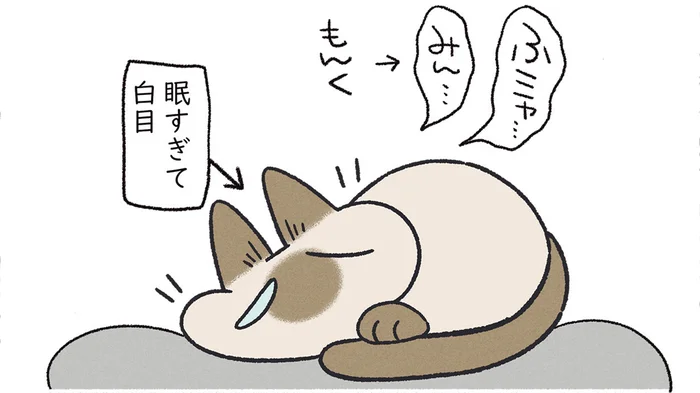 不満があると白目で怒られる？ 猫の寝かしつけに協力する飼い主の話