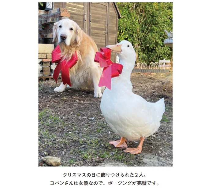 クリスマスの日に飾りつけられた２人