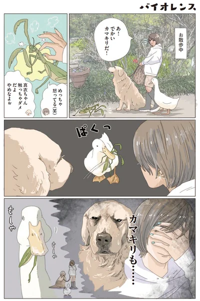 あ！カマキリだ！