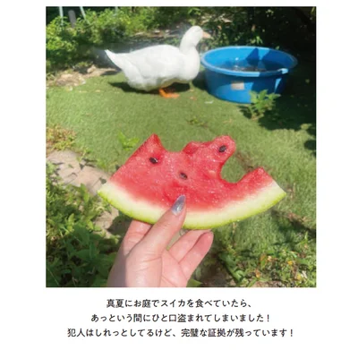 真夏にお庭でスイカを食べていたら、あっという間にひと口盗まれてしまいました！