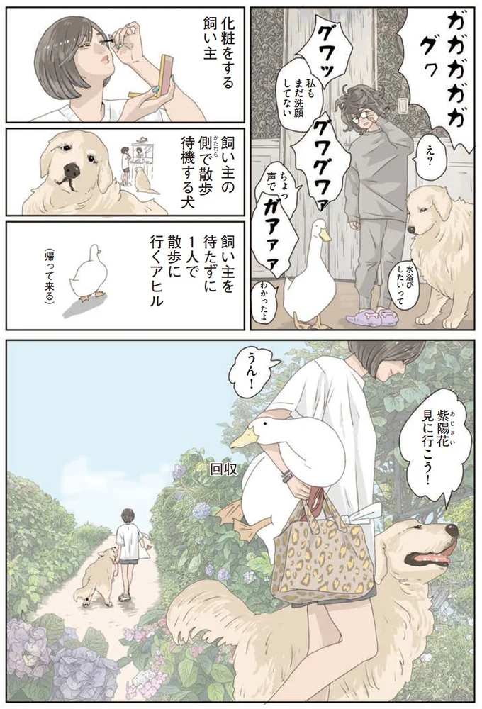 飼い主を待たずに1人で散歩に行くアヒル