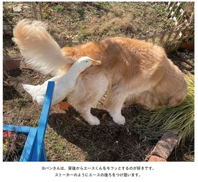 ヨバンさんは、背後からエースくんをモフッとするのが好きです