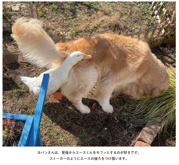 ヨバンさんは、背後からエースくんをモフッとするのが好きです